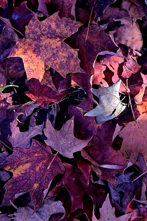 Las Vegas, Kerb Appeal, Front Yard Flower Bed, Steps To Success, Autumn Colors, Flower Bed, Plum Color, Autumn Photography, Red And Gold