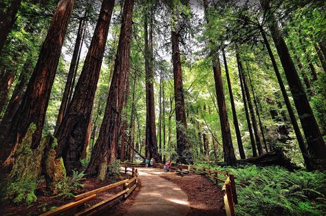 Muir Woods National Monument. San Francisco (California) by Ernest Glez. Roda on 500px Beautiful Places In Usa, Ormanlık Alan, Muir Woods National Monument, Muir Beach, Coast Redwood, Muir Woods, Family Vacay, Redwood Forest, John Muir