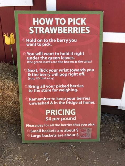 Just in case this is your first time picking your own berries, you'll find a handy dandy instructional at the entrance to help guide you through this fun adventure. Teeth Whitener, Strawberry Farm, Fruit Picking, Berry Farm, Fun Adventure, Small Basket, Handy Dandy, Local Farm, Red Strawberry