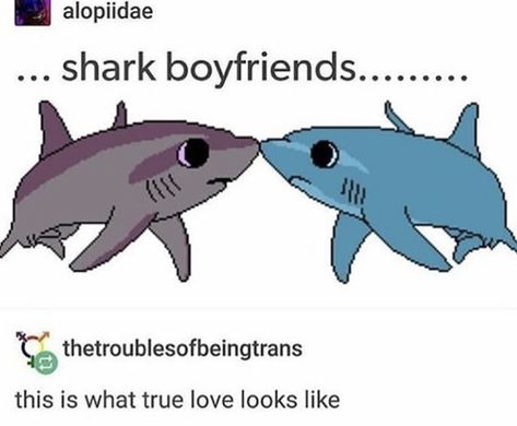 Sea Love Aesthetic, Gay Kpop, Animal Plushies, Dik Dik, Shark Pictures, Gay Outfit, Shark Art, Cute Shark, Gay Memes