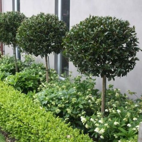 Top 10 Plants for Under Gum Trees - Garden Advice, Top 10 Lists - Hello Hello Plants & Garden Supplies Hampton Front Garden, Ficus Hillii Flash, Front Garden Plants, Pots Along Fence, Hampton Garden Ideas, Plants Front Of House, Ficus Outdoor, Round Driveway Ideas, Landscape Ideas Desert