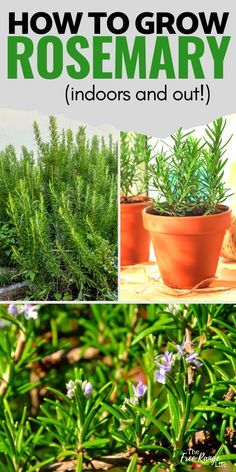 Rosemary Plants Landscaping, Rosemary In The Garden, Growing Rosemary In Pots, Rosemary Plant Care Outdoors, Is Rosemary A Perennial, How To Grow Rosemary From Seed, Growing Rosemary From Seed, Planting Rosemary Outdoors, Repotting Rosemary