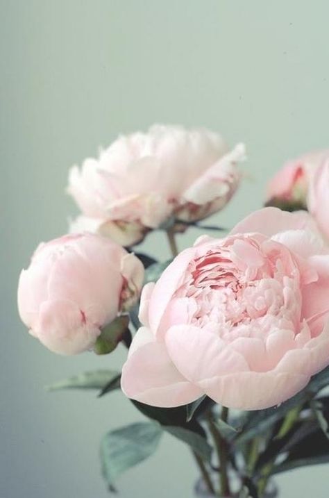 blush peonies #flowers Flower Guide, Colorful Roses, Deco Floral, Ranunculus, Beautiful Blooms, Pink Peonies, Love Flowers, Pretty Flowers, Fresh Flowers