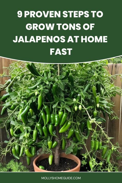 Learn how to grow jalapenos in a pot with these simple steps! Growing jalapenos in containers is easy and space-saving. Discover the best tips on soil, watering, sunlight, and care to have a bountiful harvest of fresh and spicy jalapenos right at home. Whether you're a beginner or experienced gardener, growing jalapenos in pots is an enjoyable and rewarding experience. Follow our expert guide to enjoy homegrown peppers all season long! Grow Jalapenos In Containers, Grow Peppers In Pots, Grow Jalapenos From Seed, How To Grow Vegetables At Home, How To Grow Jalapenos, Grow Jalapenos, Growing Jalapenos, Garden Peppers, Jalapeno Plant