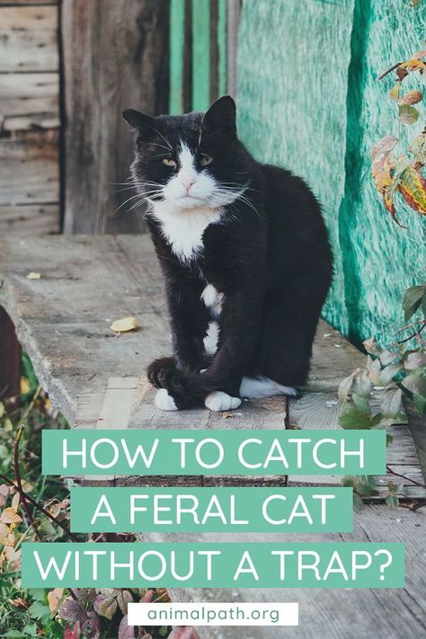 Feral Cats Shelter, Drop Trap For Cats, Stray Cat Shelter Diy, Cat Outside Enclosure, Catfish Online, Fostering Kittens, Kitty Ideas, Feral Cat Shelter, Feral Cat House