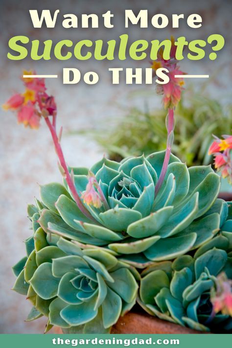 Grow Succulents, How To Water Succulents, Succulent Bowls, Succulent Garden Indoor, Succulent Landscaping, Succulent Garden Diy, Propagating Succulents, Growing Succulents, Succulent Gardening