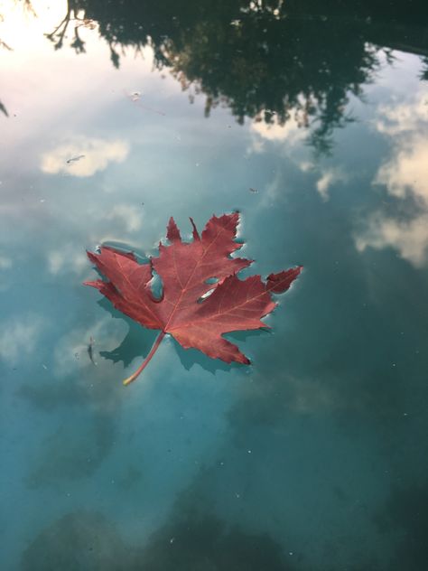 Leaves Floating On Water, Hualian Aesthetic, Maple Leaf Aesthetic, Light Through Leaves, Leaves On Water, Wind Drawing, Leaves Changing Color, Underwater Images, Genshin Characters