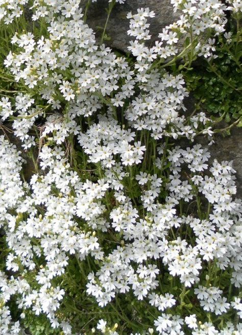 Plants which grow in walls includes stonecrop, valerian, campanula and Maidenhair spleenwort. Find out how to get plants to grow in walls and what makes a suitable plant for growing in a wall. Fairy Foxglove, Creepers Plants, Creeping Vines, Partial Shade Plants, Rock Plants, Growing Vines, Fence Wall, Rock Garden Plants, Wall Flowers