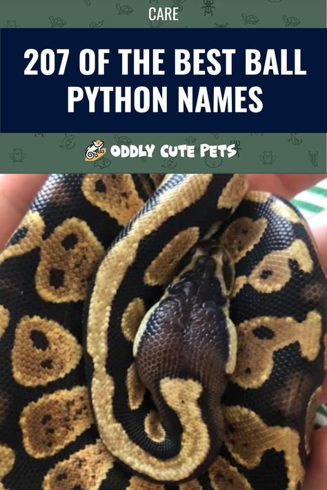 Looking for a great name for your pet ball python? We've compiled the best ball python names covering a wide variety of categories. Take a look at our list to get an interesting new idea for your snake's name. #animals #pets #reptiles #snakes #ballpython Ball Python Name Ideas, Snake Names Pets, Ball Python Names, Snake Names Ideas, Pet Snake Names, Snake Terrarium Ideas Ball Python, Ball Python Terrarium Ideas, Pet Ball Python, Snake Names