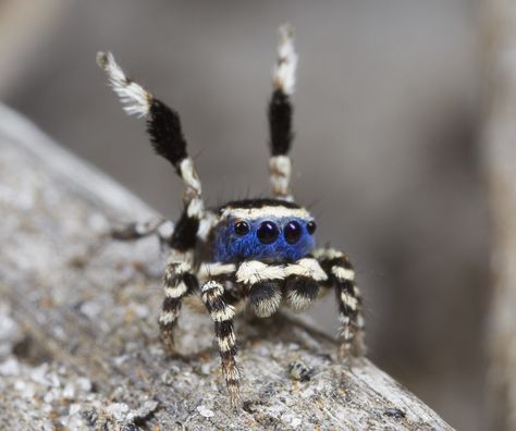 Cool Looking Spiders, Cool Spiders, Pretty Spiders, Unique Spiders, Colorful Spiders, Fluffy Spider, Cute Spiders, Spider Animal, Peacock Spider