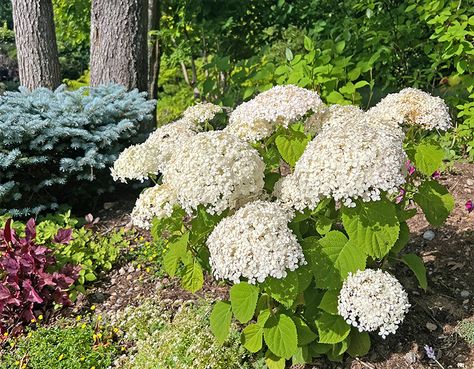 I Love the Wee White Hydrangea | GardenLady.com Invincible Wee White Hydrangeas, Wee White Hydrangea, Mini Hydrangeas, Smooth Hydrangea, Hydrangea Arborescens, Small Shrubs, Long Flowers, Hydrangea Not Blooming, White Hydrangea