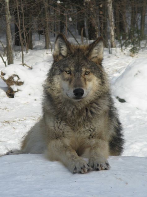 Therian Types, Wolf Reference, Wolf Therian, Pet Wolf, White Fang, Wolf Hybrid, Wolf Images, Photography Animals, Wolf Photos