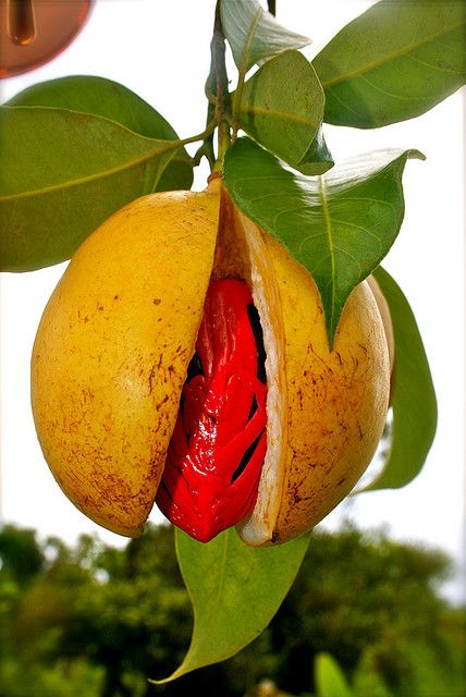 Nutmeg Fruit | Flickr - Photo Sharing! Growing Nutmeg, Unusual Fruits, Strange Fruit, Unique Fruit, Fruit Flowers, Beautiful Fruits, Growing Fruit, Fruit Plants, Fruit Garden