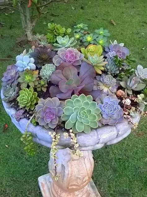 Bird Bath Planter, Succulent Garden Outdoor, Succulent Garden Design, Succulent Landscaping, Brick Garden, Fairy Garden Designs, Succulent Garden Diy, Container Gardening Flowers, Longwood Gardens