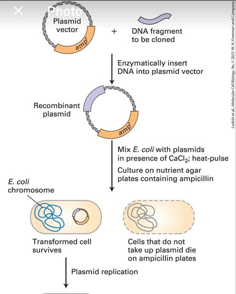 Dna Cloning, Cell Biology, Biology