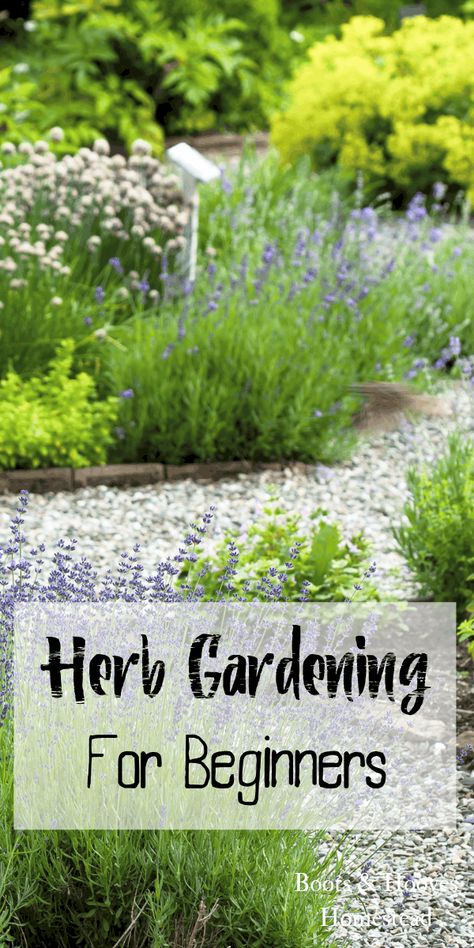 Herb gardening for beginners. Get tips, tricks, and learn the basics of starting an herb garden. Herbs, Herb Garden, Plants, Herb Gardening, Gardening For Beginners, The Visitors