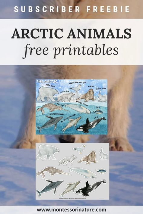 Free Printable - Arctic Animals - Montessori Nature Printables Arctic Animals Printables, Arctic Animals Preschool Activities, North Pole Animals, Arctic Animals Preschool, Free Printable Activity Sheets, Arctic Habitat, Animals Worksheet, Antarctic Animals, Nature Printables