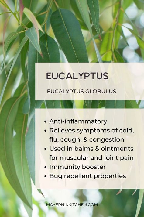 Learn all about the incredible eucalyptus plant & why you need to add it to your herb garden this year! We share tips on eucalyptus plant care, harvesting, & eucalyptus propagation. Eucalyptus benefits include anti-inflammatory properties, antidiabetic, antifungal, immunity booster, & a painkiller. Eucalyptus also makes a natural bug repellant. Eucalyptus helps relieve the symptoms of cold, flu, cough, and congestion, as well as muscular & joint pain. Save this pin to learn more eucalyptus tips. Eucalyptus Plant Care, Eucalyptus Benefits, Natural Bug Repellant, Herbal Salve Recipes, Medicinal Herbs Remedies, Bug Repellant, Eucalyptus Plant, Herbal Education, Herbal Remedies Recipes