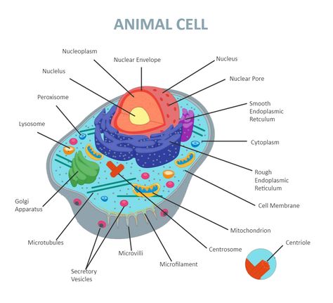 Animal Cell Diagram Labeled Animal Cell Diagram, Animal Cell Parts, Animal Cell Anatomy, Animal Cell Drawing, 3d Animal Cell, Animal Cell Organelles, Animal Cell Project, Diagram Ideas, Cell Diagram