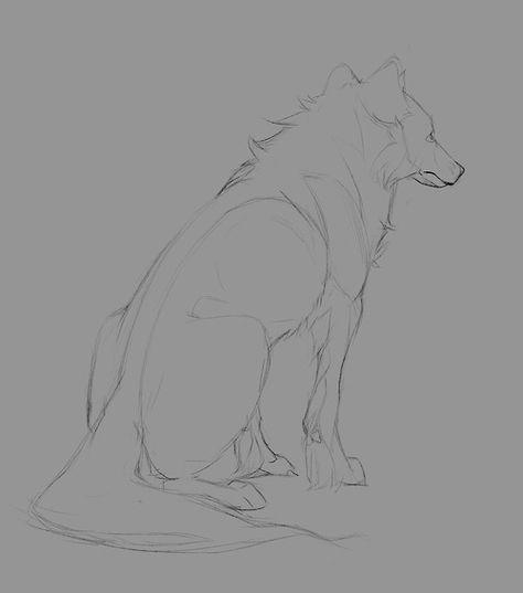 Wolf Sitting, Wolf Poses, Anime Wolf Drawing, Wolf Drawings, Wolf Sketch, Jin Jang, Canine Drawing, Wolf Drawing, Canine Art