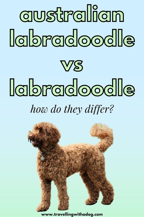 Australian Labradoodles and Labradoodles are two completely different breeds. Here's how they differ and which one is better for you. Labradoodle Haircut Style, Australian Labradoodle Grooming, Labradoodle Funny, Teddy Bear Faces, Labradoodle Haircut, Labradoodle Grooming, Golden Labradoodle, Great Dog Names, Mixed Dog Breeds