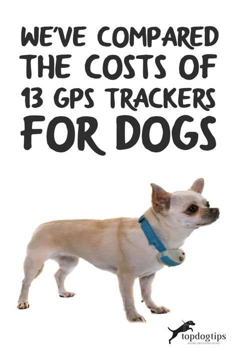 Dog Gps Tracker, Funny Talking Dog, Dog Tracker, Pet Tracker, Dog Gadgets, Multiple Dogs, Pet Gear, Dog Cuts, Smart Dog