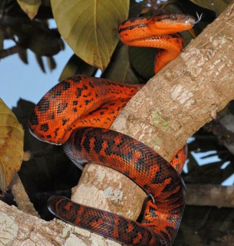 DOMINICAN RED MOUNTAIN BOA This is an incredibly gorgeous creature, one of the most beautiful snakes in the world. Kinds Of Snakes, Spiders And Snakes, Colorful Snakes, Boa Constrictor, Red Mountain, Corn Snake, Snake Charmer, Reptile Snakes, Beautiful Snakes