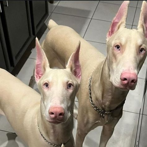 GGG 𝐷𝑂𝐵𝐸𝑅𝑀𝐴𝑁 on Instagram: "So who's the Real Slim Shady? 🤔😂😁  Please Go Follow Hercules the Albino Dobie 🤗  👇 👇 👇  🤍 @thefortlaudydobie 🤍 ----------------------------  🔥 @ggg.doberman.gang 🔥   #dobermanpinscher #dobermanpride #doberman #dobermanlover #dobermann #americandoberman #europeandoberman #whitedoberman #albinodoberman #dobie #dobermaninstagram #dobermaninfinity #doberman_featured #dobermanmom #dog #dogsofinstagram #whitedog #dogoftheday #dogpack #slimshady #hiphop #eminem #doglover #doglife #puppy #puppylove #puppygram #perros  . . . @eminem @oureminem" Doberman Pinscher White, Grey Doberman, Albino Dogs, White Doberman Aesthetic, Albino Dog, White Doberman, White Doberman Pinscher, Luxury Doberman, Albino Doberman