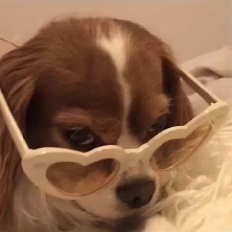 Sunglasses, A Dog