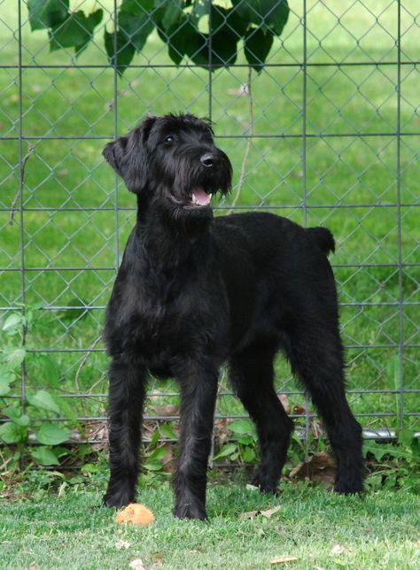 Max, Giant Schnauzer Schnauzer Grooming, Standard Schnauzer, Giant Schnauzer, Hypoallergenic Dogs, Schnauzer Puppy, Schnauzer Dogs, Purebred Dogs, Bull Mastiff, Working Dogs