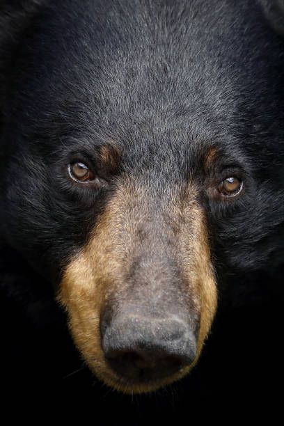 Black Bear Closeup Black Bears Art, Regard Animal, Bear Hunting, Bear Paintings, Bear Drawing, Bear Photos, Bear Pictures, Bear Art, Arte Animal