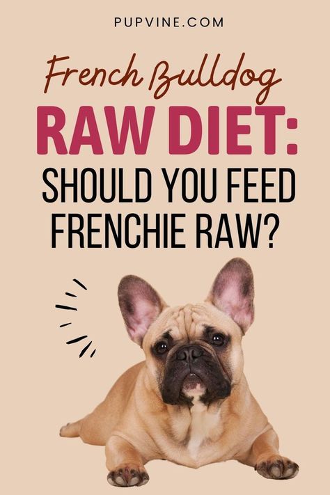 French Bulldog raw diet is the one to choose if you want to feed your dog the healthiest possible way. Here's 4.1.1. on it! Home Remedies For Allergies, Dog Food Allergies, Organic Dog Food, Dog Food Brands, Raw Dog Food Recipes, Whole Food Diet, Raw Diet, Dog Nutrition, Raw Food Diet