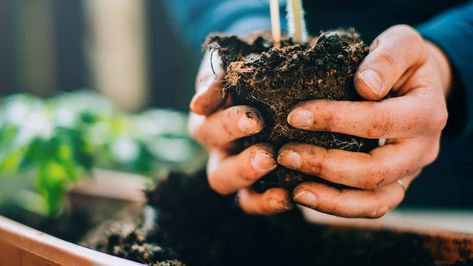 Grow your own: an easy guide to growing your own crop at home from scratch | Real Homes Blossom End Rot Tomatoes, Grow Avocado, Growing Lettuce, Easy Vegetables To Grow, Vegetable Garden For Beginners, Growing Strawberries, Growing Potatoes, Compost Bags, Herbs Indoors