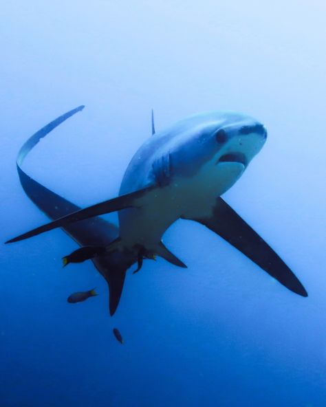 Thresher sharks are pelagic creatures and often only spotted by chance. But in the Philippines, specifically in Kimud shoal they are seen almost daily the whole year round. 😍 The shoal serve as a cleaning station for threshers. 🦈 Tiny cleaner wrasses eat the parasites that are on the sharks. Think of it like a car wash or a spa for sharks! 🐟 The sharks are known for their distinctively long tails that look like a farmers scythe used for threshing. Thus their name- thresher shark. I did ... Thresher Shark, Cleaning Station, Shark Diving, Shark Lover, Shark Fin, Marine Biology, Open Water, Long Tail, Sealife