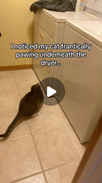 Cats In Snow Funny, Cats With Sweaters, Cats Being Cats, Cat Holding Phone, Crazy Cats Videos, Funny Cat Videos Can't Stop Laughing, Funny Cat Videos Hilarious, Cat Videos Hilarious, Baby Kitten Videos