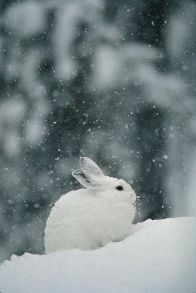 Don't make bad mistakes that you will regret.  Make the right choice and love bunnies. White Bunny In Snow, Rabbit White Aesthetic, Bunnies In Snow, White Bunny Wallpaper, White Bunny Aesthetic, Cute Rabbit Aesthetic, White Rabbit Wallpaper, White Rabbit Aesthetic, Bunny In Snow