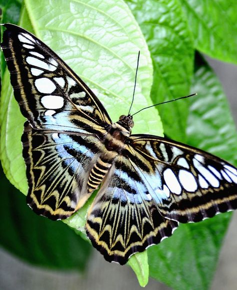 Blue Tiger Butterfly Magical Wings, Tiger Butterfly, Butterfly Meaning, Glass Wings, Beautiful Butterfly Photography, Butterfly Species, Butterfly Art Print, Moth Tattoo, Blue Tiger