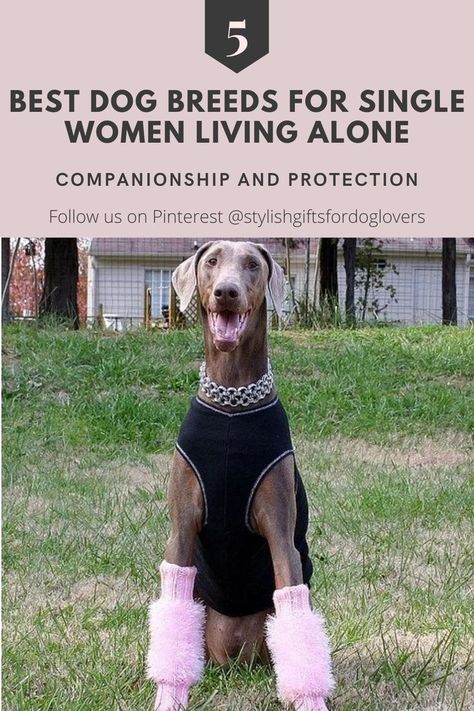 best dog breeds for single women Small Quiet Dogs, Apartment Dogs Breeds, Best Large Dog Breeds, Protective Dog Breeds, Blue Eyed Dog, Best Apartment Dogs, Personal Protection Dog, Dog Lifestyle, Protection Dogs