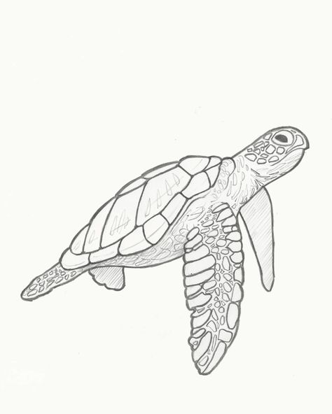 Illustration Challenge (15 of 30): Retro Sea Turtle.

I'm digging the retro vibe. So, I'll probably do a series of 5 or 6 animals in this style.



#30DayChallenge #adobeillustrator #drawing #vectorart #illustration Turtle Sea Drawing, Drawings Of Sea Turtles, Turtle Underwater Drawing, See Turtle Drawing, Ocean Turtle Drawing, Turtle Reference Drawing, Hawksbill Turtle Drawing, Sea Turtle Sketch Simple, Sea Turtle Swimming Drawing