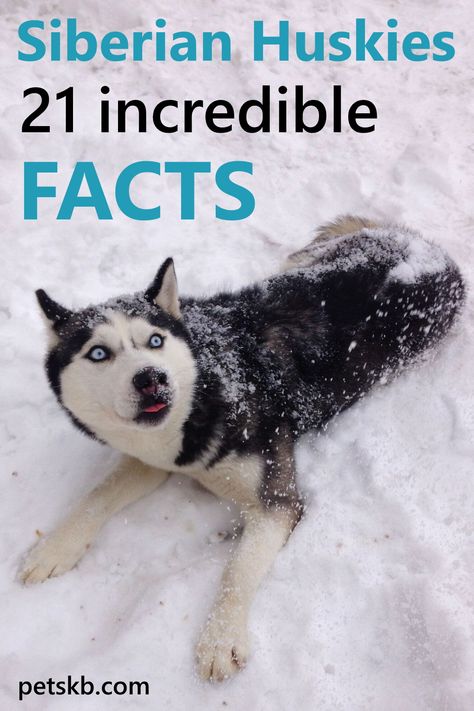 Husky Accessories, Husky Care, Haski Dog, Husky Training, Husky Facts, Puppy Pool, Siberian Husky Facts, Siberian Husky Funny, Husky Breeds