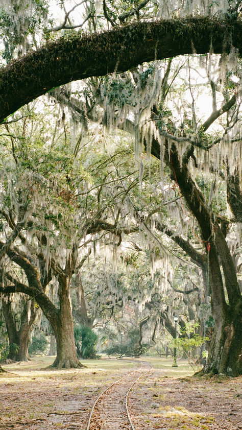 Known as the “Big Easy” for its laid back pace and lifestyle, New Orleans is the ultimate destination for foodies, music lovers, and history buffs alike. Walk along the streets of the French Quarter to listen to jazz, and visit City Park, New Orleans’ largest outdoor space and one of the oldest parks in the country. As the official travel sponsor of New Orleans Jazz Fest, we’d also recommend exploring the heritage of the city through the festival. City Park New Orleans, New Orleans City, New Orleans Jazz, Park Forest, New Orleans French Quarter, Live Oak Trees, Jazz Fest, Oak Trees, Live Oak