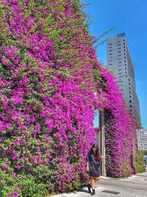 Bougainvillea wall, on the streets of Barcelona, Spain! Bougainvillea Trellis Wall, Bougainvillea Fence, Bougainvillea Hedge, Vertical Garden Trellis, Bougainvillea Wall, Trellis Ideas Garden, Outdoor Trellis Ideas, Garden Privacy Ideas, Bougainvillea Trellis