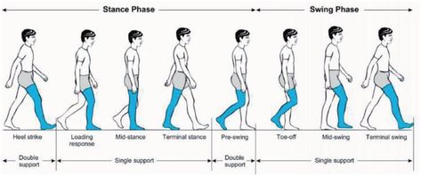 Examination of Gait | Epomedicine Gait Cycle, Hip Fracture, Frontal Lobe, Peripheral Nerve, Gluteus Medius, Lower Extremity, Spine Health, Thigh Muscles, Brain Surgery