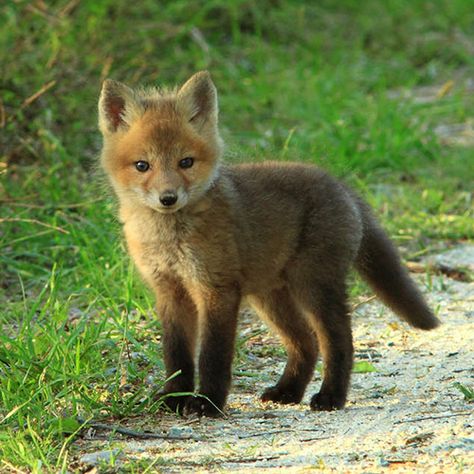 Funny Foxes, Fuchs Baby, Fox Pictures, Baby Animals Pictures, Pet Fox, Baby Animals Funny, Baby Fox, Cute Wild Animals