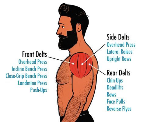 Shoulder Push Workout, Rear Delt Workout, Shoulder Day Workout, Rear Deltoid Exercises Dumbell, Rear Deltoid Exercises, Types Of Push Ups Muscle, Full Shoulder Workout, Rear Delt Exercises, Deltoid Workout