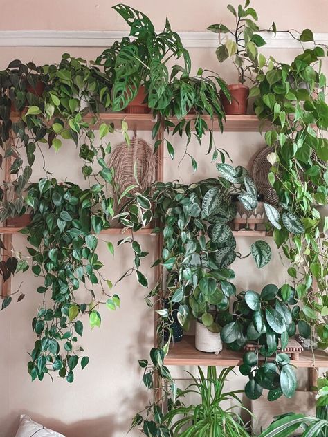 Healthy House Plants, Plant Set Up Indoor, Shelf Plant Decor, Indoor Plant Shelf Ideas, Plant Wall Shelf Ideas, Plant Wall Shelf, Plant Shelf Wall, Plants Shelves, Pothos Varieties