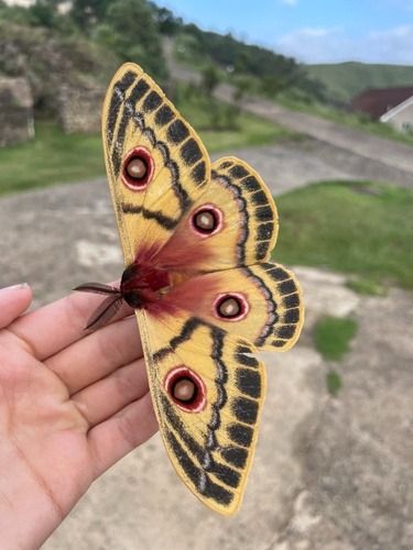 Wings Artwork, Emperor Moth, Moth Species, Cute Moth, Dark Forest Aesthetic, Cool Insects, Cool Bugs, Beautiful Bugs, Butterfly Pictures