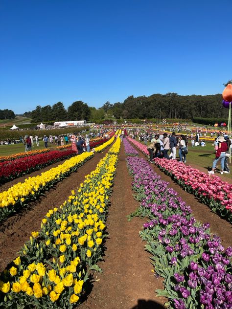 tulip festival Crystals, Flowers, Tulips, Tulip Festival, Love You Forever, Bucket List, Lily, Festival