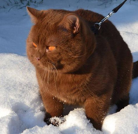 Snow Cat Brown Cat, British Shorthair, The Snow, A Black, Orange, Black