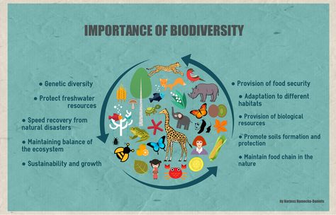 The importance of biodiversity  #biodiversity #infographic #inforgraphics #week8 Biodiversity Project Ideas, Biodiversity Aesthetic, Biodiversity Infographic, Biodiversity Art, Environmental Science Projects, Bio Project, Bio Diversity, Biodiversity Conservation, Genius Hour